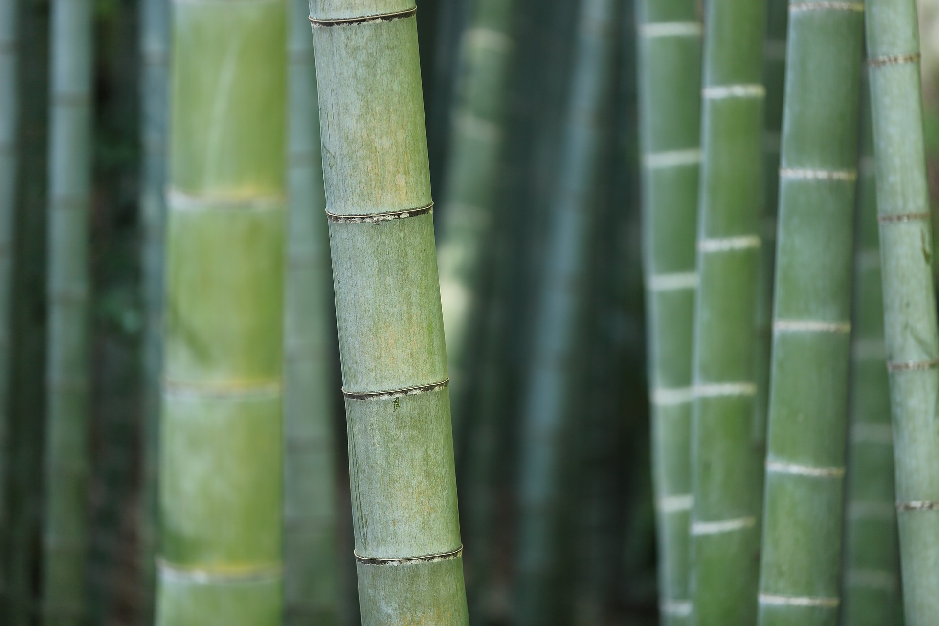bamboo3