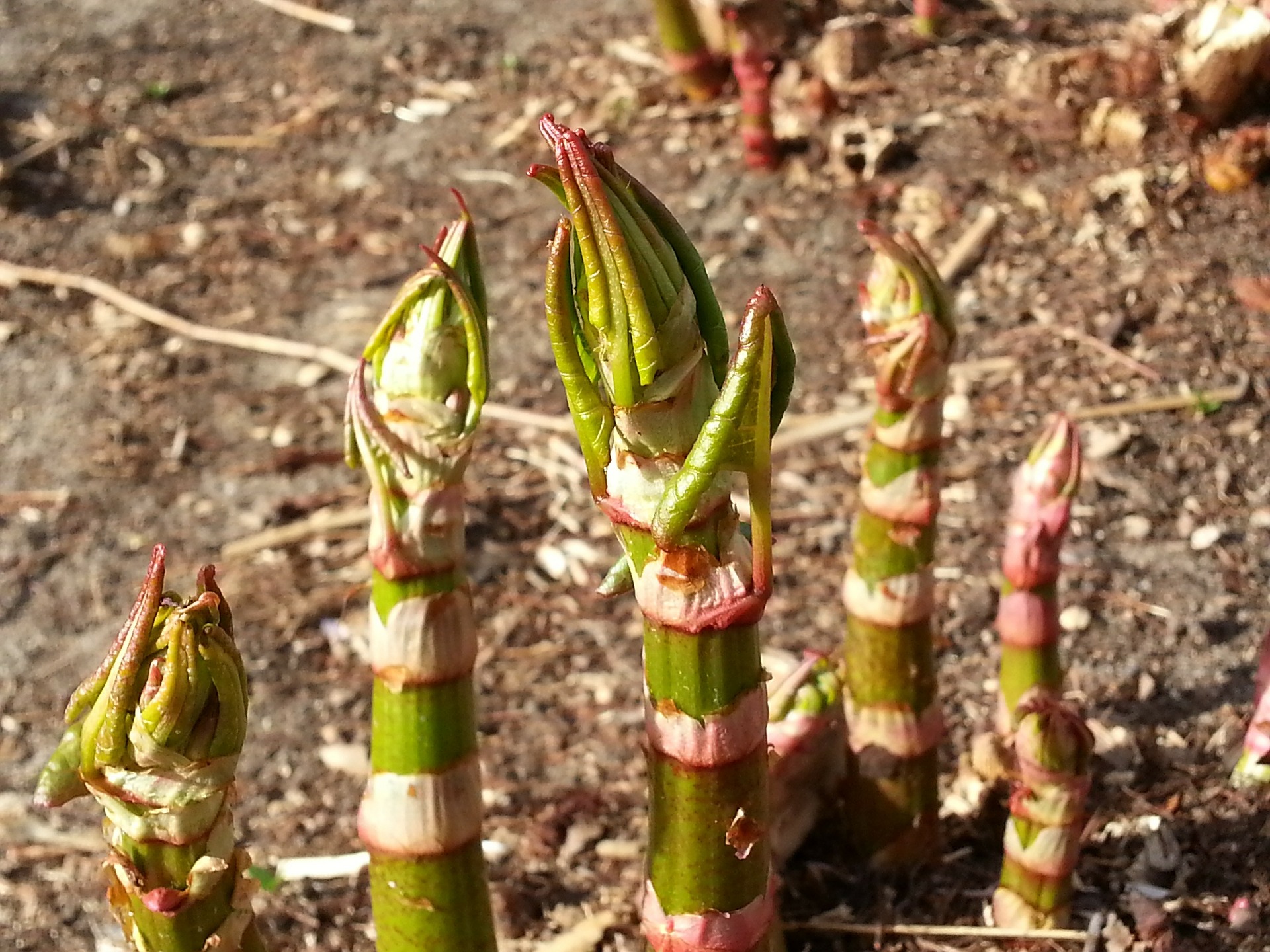 buddingplants